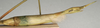 CollectionObject 1558542; 530c177e-7083-4207-a399-4377e1eea36f, NMW 896: copyright NMW, Vienna. female: end of abdomen, lateral view of synonym Parasipyloidea cercata (holotype). (CollectionObject).