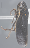 Habitus, lateral view: Lateral. (Observation).