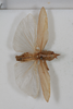 CollectionObject 1505689; 5dfb6dee-135d-4e8b-879a-ba453785f1e5: male, dorsal view (syntype). (CollectionObject).