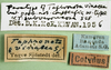 CollectionObject 1501825; a11ef285-65b2-4b94-badd-36e5a55103f1: labels (paralectotype of Taphronota vinacea). (CollectionObject).
