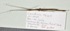 CollectionObject 1597623; 1227ee60-e035-4146-a26a-39f230449c45: copyright QM. male, dorsal view (paratype). (CollectionObject).;CollectionObject 1597624; 6b5b970a-6aa9-41d0-9cb6-d38e41ae4a2b: copyright QM. male, dorsal view (paratype). (CollectionObject).