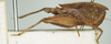 CollectionObject 1517868; 0c1e5223-5bcc-4533-a9c6-11ad654d9524, NHMUK10924411: female, lateral view (syntype). (CollectionObject).