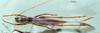 Eumacroxiphus (Eumacroxiphus) diffundatus Ingrisch, 1998: female habitus dorsal view (paratype). (Otu).
