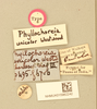 CollectionObject 1521875; 186229ee-1c68-437b-b352-eeb74c2c8773, NHMUK015982242: labels (holotype). (CollectionObject).