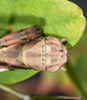 Copyright Paul D. Brock. female: end of abdomen, dorsal view. Culture stock ex. Vietnam: Nui Chua NP. Depicts Nuichua rabaeyae Bresseel & Constant, 2018, an Otu.