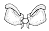 Conometopus cristaticollis Blanchard, 1851: Fig. 27. epiphallus, dorsal view. (Otu).