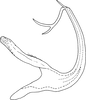 Aedeagus, lateral view on Edwardsiana soror (Linnavuori, 1950): Aedeagus, lateral view (Poland). (Observation).
