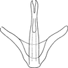 Aedeagus, ventral view on Diplocolenus (Diplocolenus) ikumae (Matsumura, 1911): Aedeagus, ventral view. (Observation).