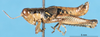 CollectionObject 1581434; a91dad15-5826-4345-9785-8812c703cc88: male, lateral view (paratype). (CollectionObject).