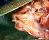 CollectionObject 1500715; ba4daad8-bb80-4c16-b77a-f8aaa6dd5e06: male subgenital plate (syntype). (CollectionObject).