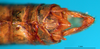 CollectionObject 1530829; e7318ee2-2169-44a7-84f5-5d555339e55d: male, epiproct. (CollectionObject).
