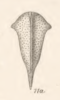 Habitus, dorsal view: !! display not done !! on Cymbomorpha prasina (Germar, 1835): (Observation).