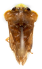 Habitus, dorsal view on Dusuna Distant, 1907: Dusuna sp. (Observation).