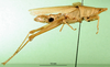 CollectionObject 1501073; b867695e-74ee-4518-8a32-a1fdd3300ca0: female, lateral view (holotype of Tagasta concolor). (CollectionObject).