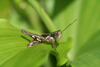FieldOccurrence 78; edbcd395-474e-411c-8551-2019114097a0; Tanzania
Zigi trail East Usambara, 2011/12/10: male. (FieldOccurrence).