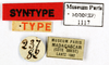 CollectionObject 1587230; MNHN(SF IMPORT DUPLICATE) MNHN-EP-EP1117, 268dcf66-a104-4f63-b088-1521e132ef97: CC BY-NC-ND 4.0/MNHN - Depraetere Marion - 2014. Syntype, sex unknown, of rugosa Shelford, 1907. Specimen number: MNHN-EP-EP1117. http://coldb.mnhn.fr/catalognumber/mnhn/ep/ep1117. (CollectionObject).