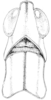Morsea dumicola Rehn & Hebard, 1918: Fig. 238. female, head and pronotum, dorsal view. (Otu).