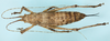 2010. female, dorsal view. Depicts CollectionObject 1514078; 1f7f16c0-3bd8-43f8-8d9d-342f3e0bf15e, MLP-OR-3035, a CollectionObject.