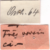 CollectionObject 1505324; 5703e2a4-16c8-4870-bec7-b41e7b232a14: labels (syntype). (CollectionObject).
