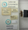 CollectionObject 1596615; 4444b66c-7a31-4163-8475-87ec3c484246: Lygaeus teapensis. Syntype. (BMNH) - (CC BY-NC 4.0) Photo by Stuart Cole, reproduced with permission from the Natural History Museum, London, UK. (CollectionObject).