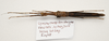 CollectionObject 1595884; 6071e057-a80b-470a-93e6-44549f0d885d: copyright LKCNH Singapore. female, ventral view (holotype). (CollectionObject).
