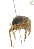 CollectionObject 1849078; Unioeste Cascavel SAOP-165, a4c7b942-a90e-4c6b-833f-f41f84ad57ff: Female. Frontal view. (CollectionObject).