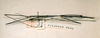 CollectionObject 1557300; 6e555185-0118-4c5d-b564-6945c50e161b: copyright ETHZ, Zurich. male, lateral view (holotype). (CollectionObject).