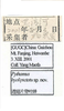 Other on Cunedda hyalipictata (Li & Wang, 2006): (Observation).