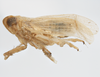 Habitus, lateral view on Delphacodes scolochloa Cronin & Wilson, 2007: (Observation).