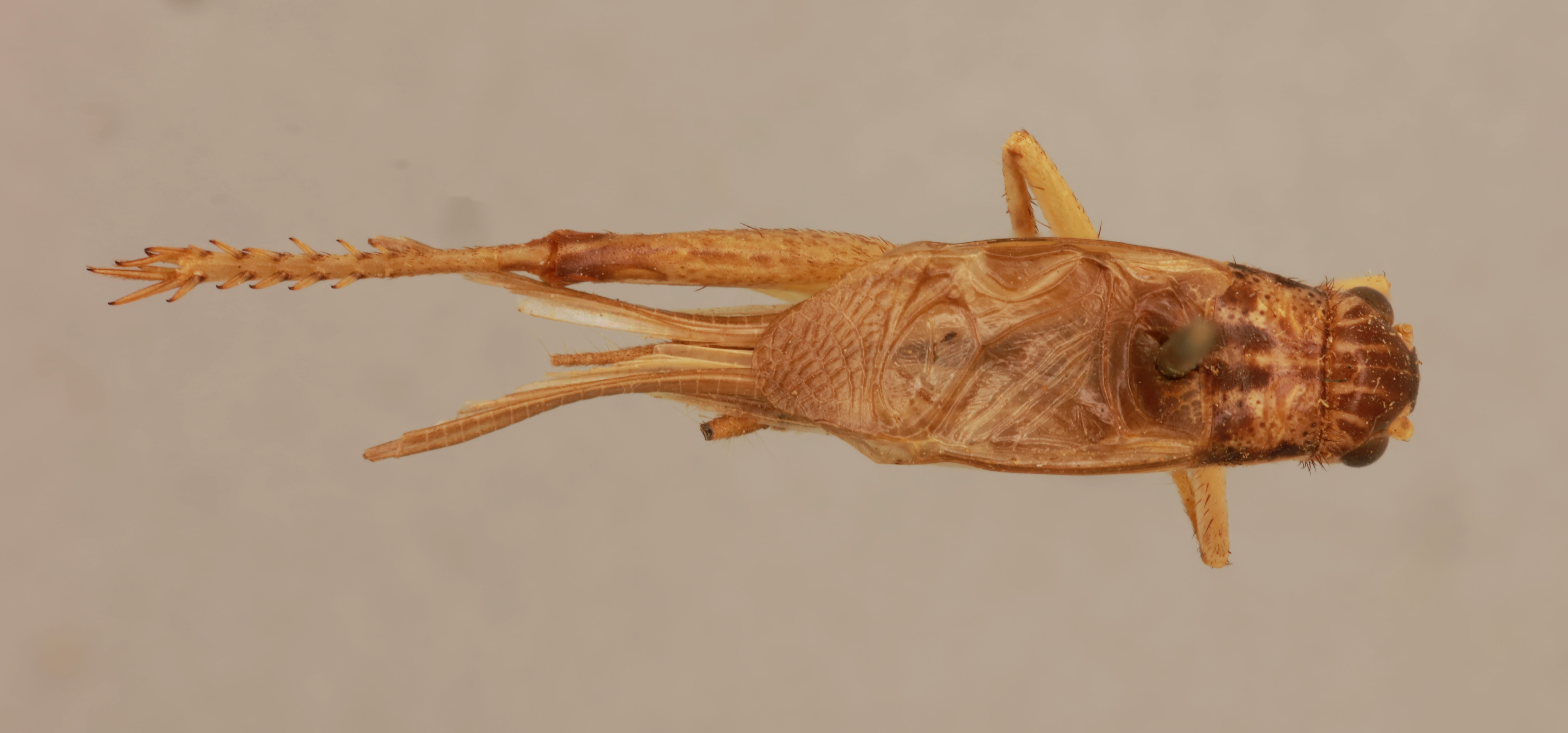 Orthoptera Species File - Turanogryllus sexlineatus (Chopard, 1963)