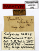 CollectionObject 1587178; MNHN(SF IMPORT DUPLICATE) MNHN-EP-EP1092, af64b7af-f2bb-48f6-b056-414fd328f29b: CC BY-NC-ND 4.0/MNHN - Depraetere Marion - 2014. Paratype, male, of taiwanensis taiwanensis Roth, 1979. Specimen number: MNHN-EP-EP1092. http://coldb.mnhn.fr/catalognumber/mnhn/ep/ep1092. (CollectionObject).