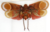 Habitus ventral view: !! display not done !! on Scamandra fasciata Distant, 1906: (Observation).
