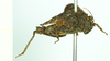 CollectionObject 1586360; 88af12d2-6f6a-4932-9176-737d84ce7d30: female, lateral view. (CollectionObject).