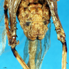 CollectionObject 1507248; 22593c97-8b91-4694-b925-4fe7bd79dd1d, DORSA HSabemicM01: male, abdomen tip, ventral view. (CollectionObject).