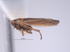 Habitus, lateral view on Colladonus productus Nielson & Godoy, 1995: (Observation).
