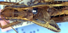 CollectionObject 1504136; e12a0162-ce0e-4ca6-8865-85847240275d: male pronotum and wings (holotype). (CollectionObject).