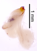 CollectionObject 1522846; 585610a4-fcf6-45a5-a6b1-e217438a5734: Male genitalia, lateral view (holotype). (CollectionObject).