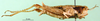 CollectionObject 1584524; 9d619361-9954-4d9a-8e2b-944952c0cd83: female, lateral view (paratype). (CollectionObject).