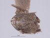 Habitus, dorsal view on Athysanella (Gladionura) vanesca Blocker & Hicks, 1992: (Observation).