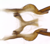 Connective on Polana (Culumana) torqua (DeLong & Freytag, 1972): Male specimen [DZRJ]: connective and basal portion of styles, dorsal view. (Observation).