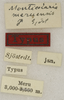 CollectionObject 1529774; 9618a0b6-a1f2-45b2-b71c-af22c0038e8f: labels (syntype). (CollectionObject).