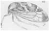 Habitus, lateral view: !! display not done !! on Cyrtolobus fuscipennis Van Duzee, 1908: (Observation).
