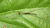 CollectionObject 1580862; 31f98381-4c4d-4349-be99-587eac62eb24: copyright FRCS, Sabah. male (holotype). (CollectionObject).