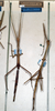 CollectionObject 1561700; NMW 354, e2c8ba9a-0926-468f-8355-641099f4ae06: copyright NMW, Vienna. female (syntype). (CollectionObject).