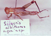 CollectionObject 1527306; ad92695d-60eb-4f3a-a2ac-524a58bd8422, MNRJ-ENT6-19101: Image Carbonell, C.S. male (holotype). (CollectionObject).