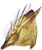 Subgenital plate: !! display not done !! on Taurotettix (Callistrophia) elegans (Melichar, 1900): (Observation).