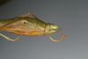 CollectionObject 1561006; 1d6efdb3-a308-4398-98ec-401eaa746619: copyright MIZ, Warsaw. female: end of abdomen, lateral view of synonym Periphetes sangirensis (syntype). (CollectionObject).