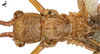 CollectionObject 1582863; SD<IH> Coll. RC 16-098, 2bc9cadc-ab55-49ee-83b1-419b07a9561d: copyright SDNHM. male: head & thorax, dorsal view (paratype). (CollectionObject).