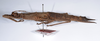 CollectionObject 1557498; 91203397-da8b-4602-9c96-aa003134ff14: copyright ANSP. female, lateral view (holotype). (CollectionObject).
