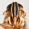 Head on Nothodelphax foveatus (Van Duzee, 1897): (Observation).
